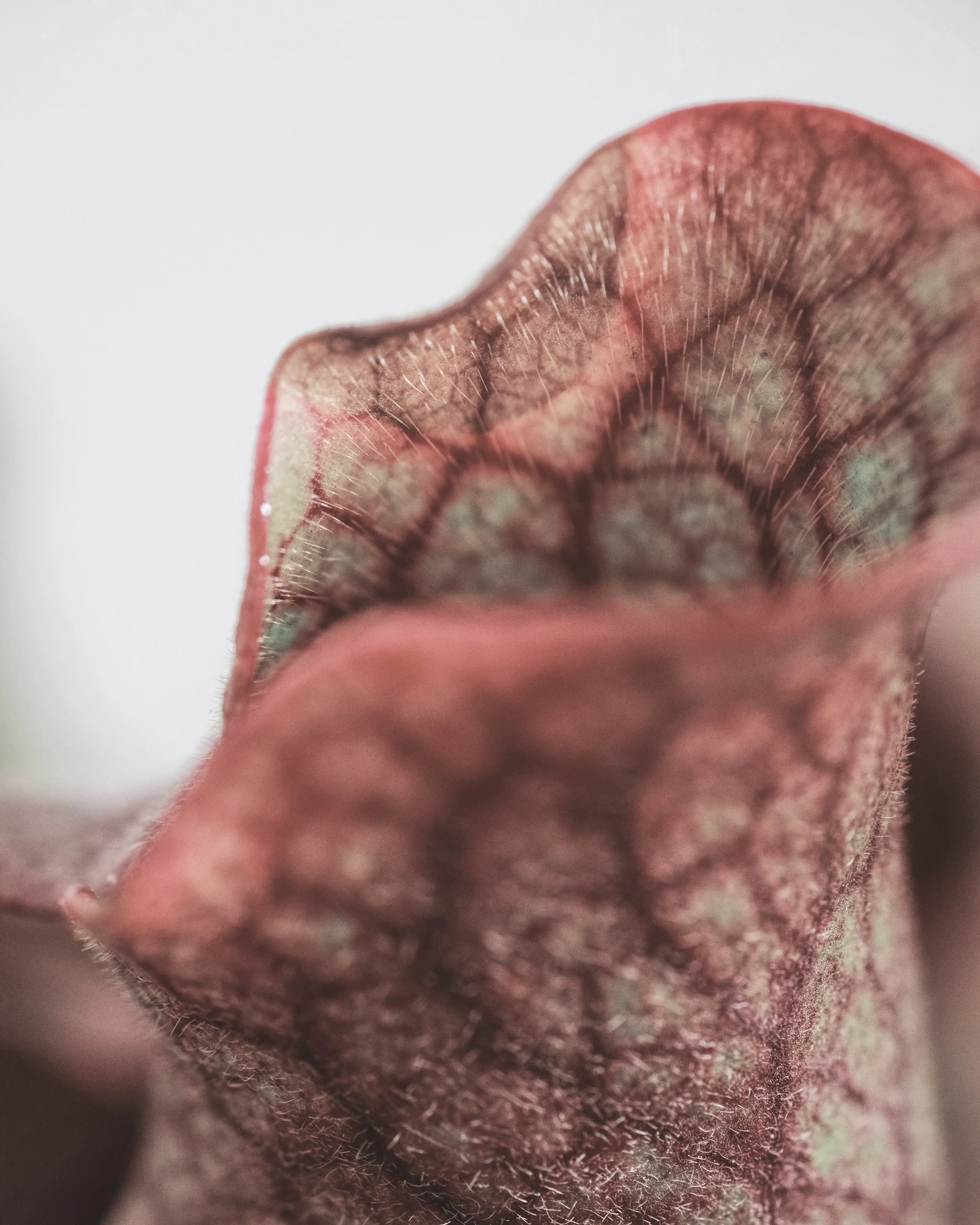 Abstract botanical close-up